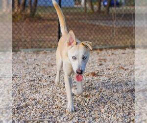 Huskies -Labrador Retriever Mix Dogs for adoption in Waco, TX, USA