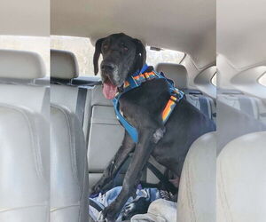 Great Dane Dogs for adoption in Bullard, TX, USA