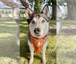 Siberian Husky Dogs for adoption in Techny, IL, USA