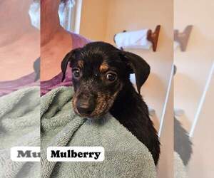 Boxer-German Shepherd Dog Mix Dogs for adoption in Aurora, IN, USA