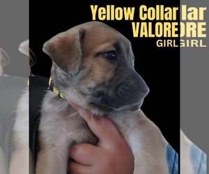 Anatolian Shepherd-Rhodesian Ridgeback Mix Dogs for adoption in Higley, AZ, USA