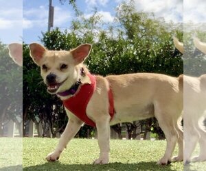 Chihuahua-Unknown Mix Dogs for adoption in Beverly Hills, CA, USA
