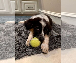 Australian Shepherd-Unknown Mix Dogs for adoption in Rockaway, NJ, USA