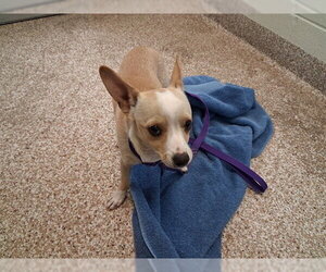 Chihuahua Dogs for adoption in Pueblo, CO, USA