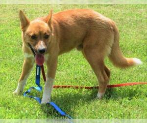 Red Heeler-Unknown Mix Dogs for adoption in Centerton, AR, USA