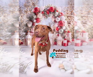 Labrador Retriever-Unknown Mix Dogs for adoption in Riverside, CA, USA