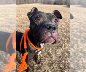 American Bulldog-Unknown Mix Dogs for adoption in Forestville, MD, USA