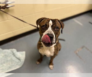 American Pit Bull Terrier-Unknown Mix Dogs for adoption in Denver, CO, USA