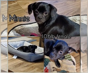 ShiChi Dogs for adoption in New Hampton, NY, USA