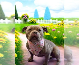 Medium Photo #2 American Pit Bull Terrier-Unknown Mix Puppy For Sale in Sykesville, MD, USA