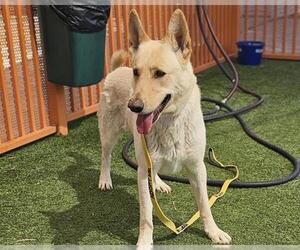 German Shepherd Dog-Unknown Mix Dogs for adoption in Las Vegas, NV, USA