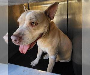 American Staffordshire Terrier-Unknown Mix Dogs for adoption in San Antonio, TX, USA