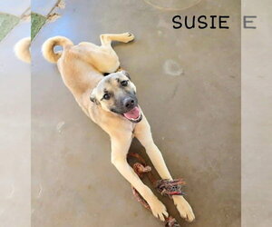 Black Mouth Cur-German Shepherd Dog Mix Dogs for adoption in New London, WI, USA