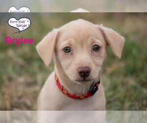 Chiweenie Dogs for adoption in Lee's Summit, MO, USA