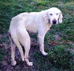 Golden Retriever-Unknown Mix Dogs for adoption in DeLand, FL, USA