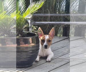 Rat Terrier Dogs for adoption in Foristell, MO, USA