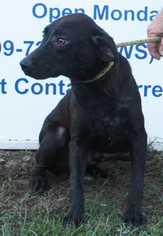 Labrador Retriever-Unknown Mix Dogs for adoption in Columbia, LA, USA
