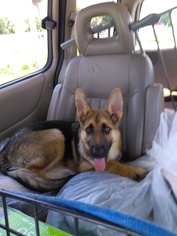 German Shepherd Dog Dogs for adoption in Oviedo, FL, USA