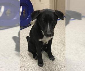 Shollie Dogs for adoption in Conroe, TX, USA