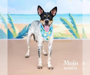 Mutt Dogs for adoption in Conroe, TX, USA