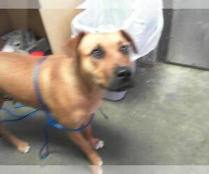 Redbone Coonhound-Unknown Mix Dogs for adoption in Tulsa, OK, USA