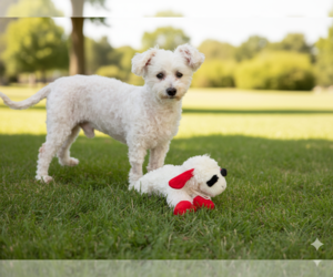 Poodle (Miniature) Dogs for adoption in Rosenberg, TX, USA