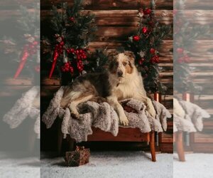 Medium Photo #1 Australian Shepherd Puppy For Sale in Aurora, IN, USA