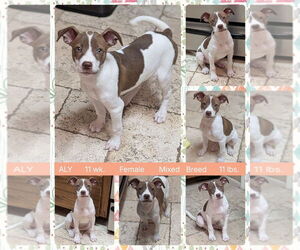 Mutt Dogs for adoption in Mesa, AZ, USA