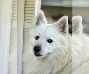 American Eskimo Dog Dogs for adoption in Pikesville, MD, USA
