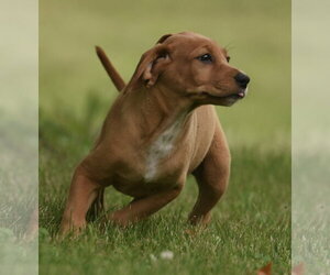Labrador Retriever-Unknown Mix Dogs for adoption in Mechanicsburg, PA, USA