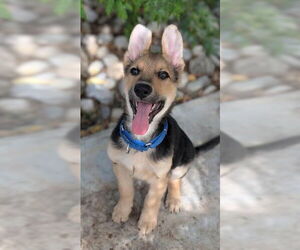 German Shepherd Dog Dogs for adoption in Kansas City, MO, USA