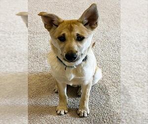 German Shepherd Dog-Unknown Mix Dogs for adoption in Westminster, MD, USA