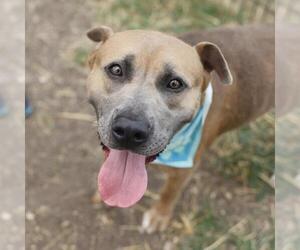 American Staffordshire Terrier-Unknown Mix Dogs for adoption in San Antonio, TX, USA