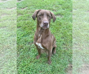 Labrador Retriever-Unknown Mix Dogs for adoption in Eastman, GA, USA