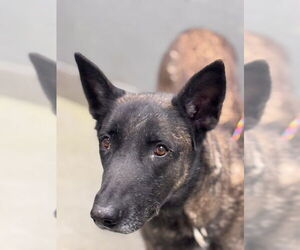 Mutt Dogs for adoption in Las Vegas, NV, USA