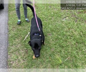 German Shepherd Dog-Mastiff Mix Dogs for adoption in Naples, FL, USA