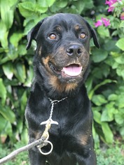 Medium Photo #2 Rottweiler Puppy For Sale in Fort Lauderdale, FL, USA