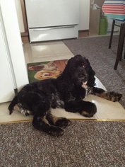 Cocker Spaniel Dogs for adoption in Plainfield, IL, USA