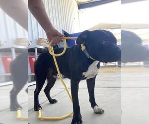 American Pit Bull Terrier Dogs for adoption in Bakersfield, CA, USA