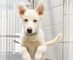 Huskies -Unknown Mix Dogs for adoption in San Antonio, TX, USA