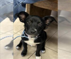 Labrador Retriever-Unknown Mix Dogs for adoption in Conroe, TX, USA