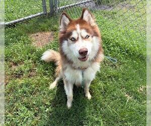 - Mix Dogs for adoption in Tulsa, OK, USA