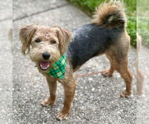 Mutt Dogs for adoption in Batavia, OH, USA