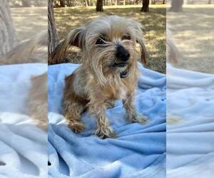 Silky Terrier Dogs for adoption in Dallas, TX, USA