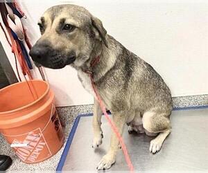 German Shepherd Dog-Unknown Mix Dogs for adoption in Houston, TX, USA
