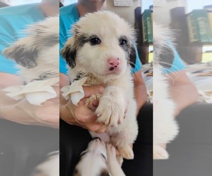 Australian Shepherd-Collie Mix Dogs for adoption in Scottsboro, AL, USA