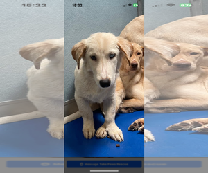 Huskies -Poodle (Miniature) Mix Dogs for adoption in New Orleans, LA, USA