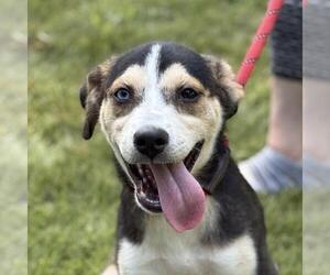 Huskies -Unknown Mix Dogs for adoption in Yardley, PA, USA