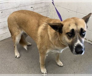 German Shepherd Dog Dogs for adoption in San Bernardino, CA, USA