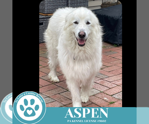 Great Pyrenees Dogs for adoption in Kimberton, PA, USA